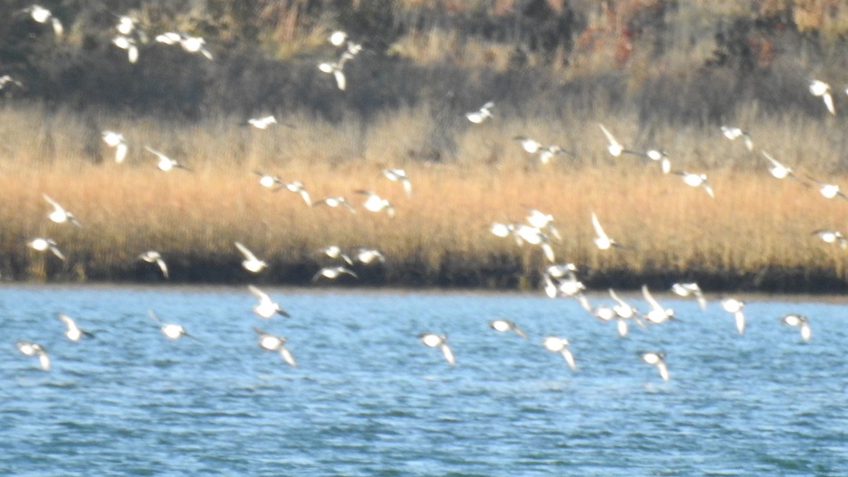 Bufflehead - ML646367332