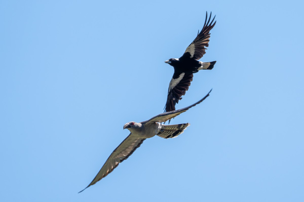 Channel-billed Cuckoo - ML646367333