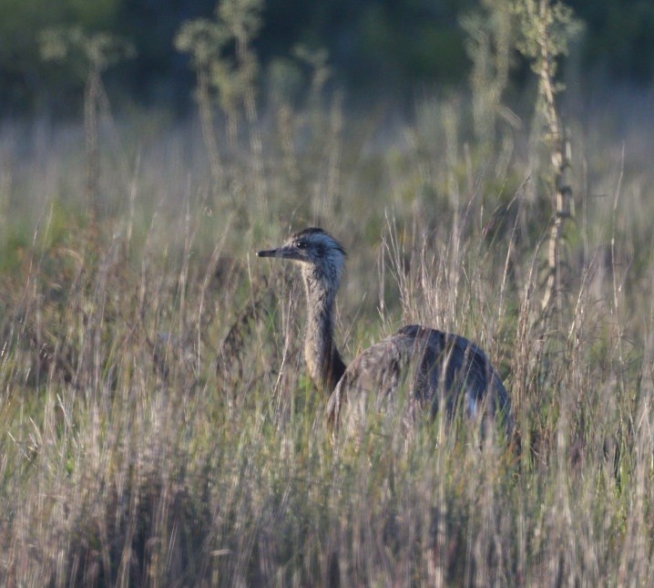 Greater Rhea - ML646367334