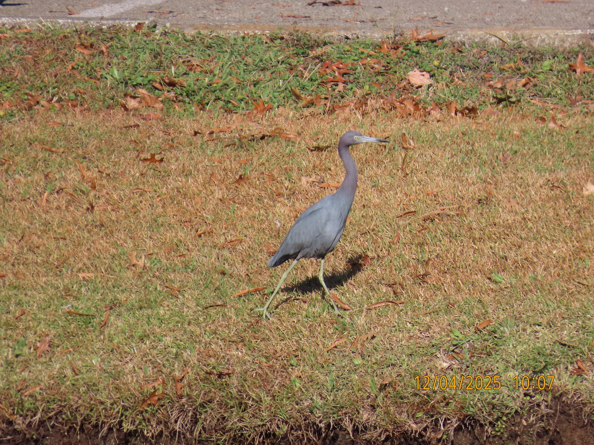 Little Blue Heron - ML646367337