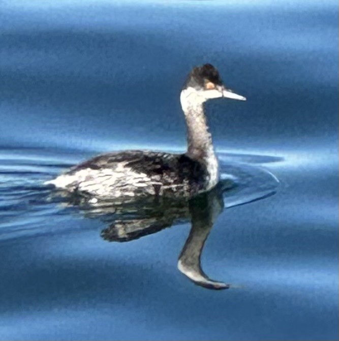 potápka černokrká - ML646367338