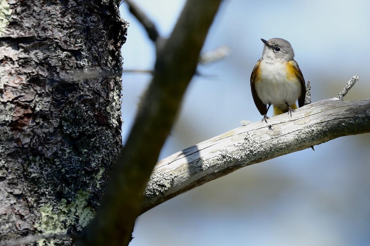 Paruline flamboyante - ML646367339