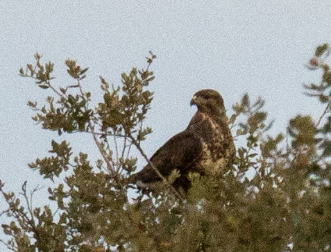 Common Buzzard - ML646367341
