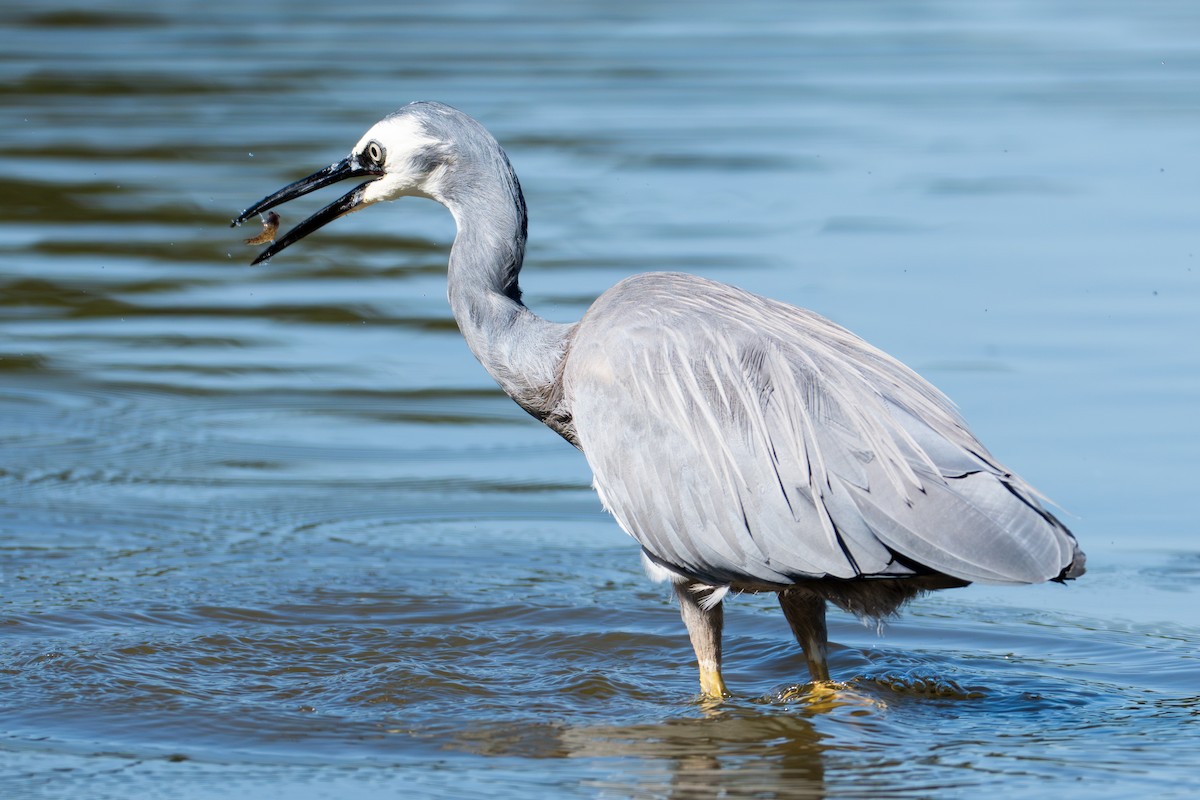 White-faced Heron - ML646367342