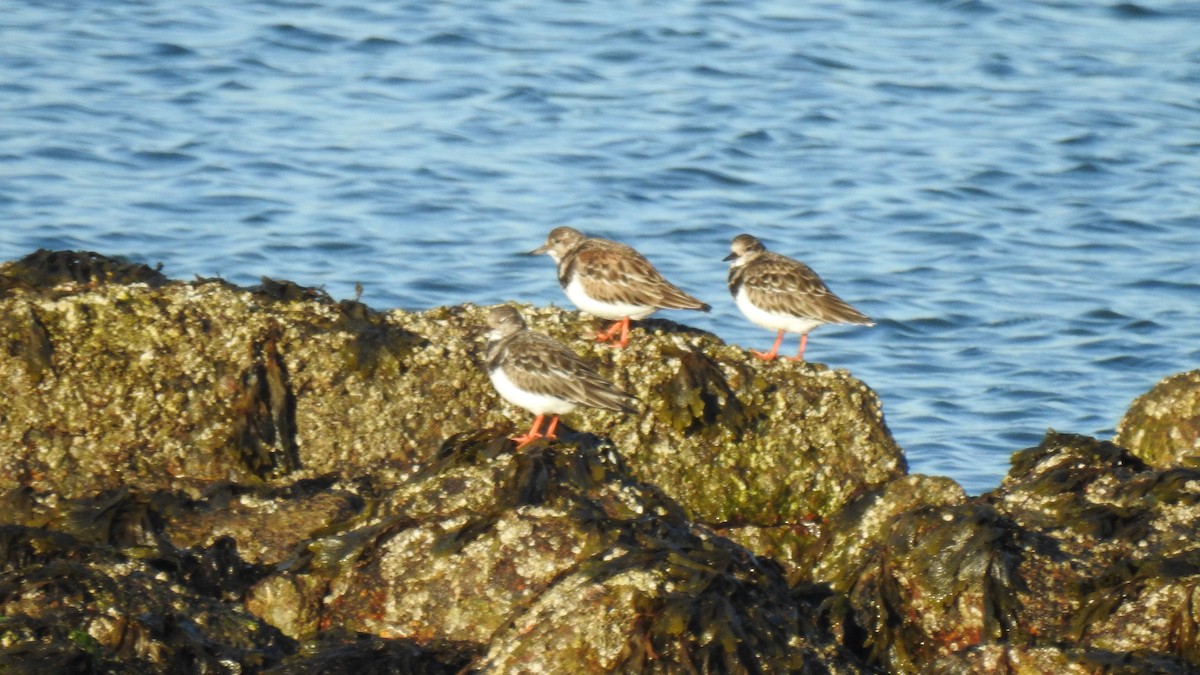 Ruddy Turnstone - ML646367343