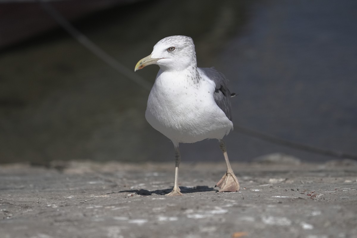 Lesser Black-backed Gull - ML646367344