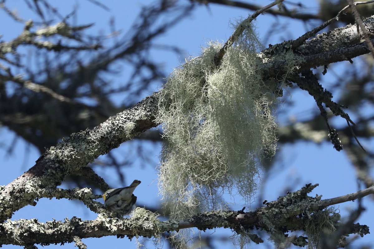 Kuzeyli Parula - ML646367345