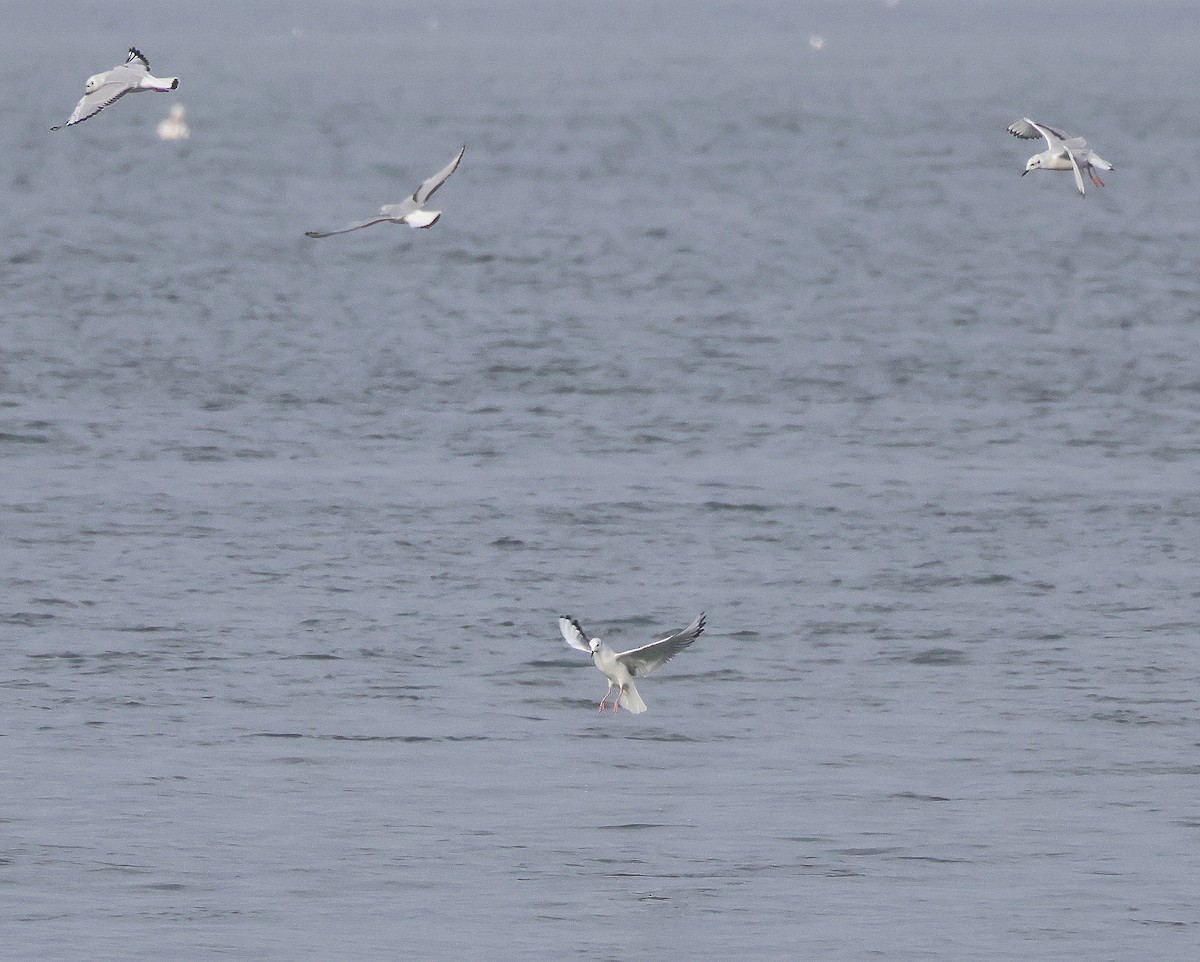 Bonaparte's Gull - ML646367347