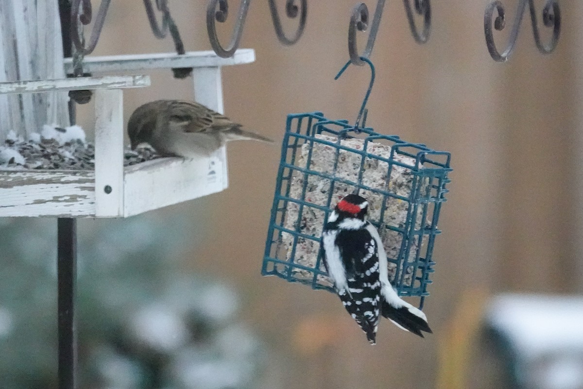 Downy Woodpecker - ML646367348