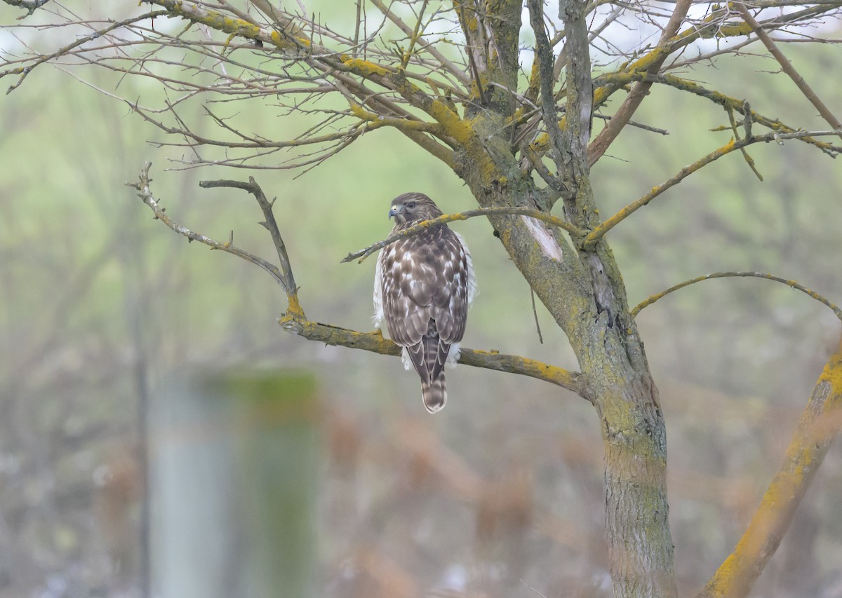 Red-shouldered Hawk - ML646367349