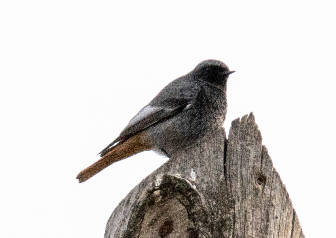 Black Redstart - ML646367351