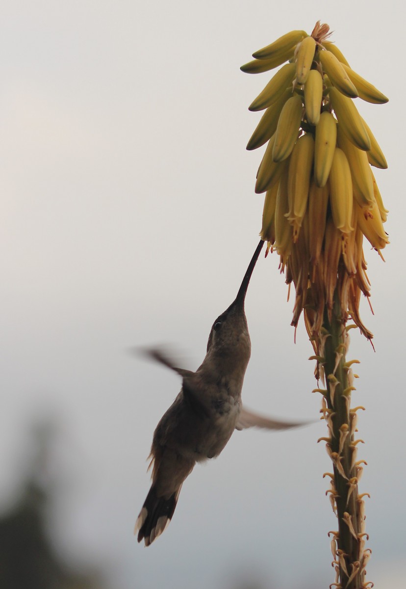 Oasis Hummingbird - ML646367352