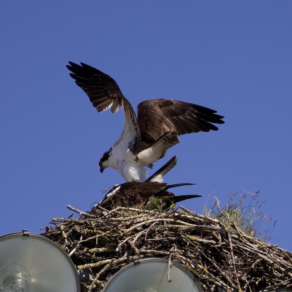 Osprey - ML646367354