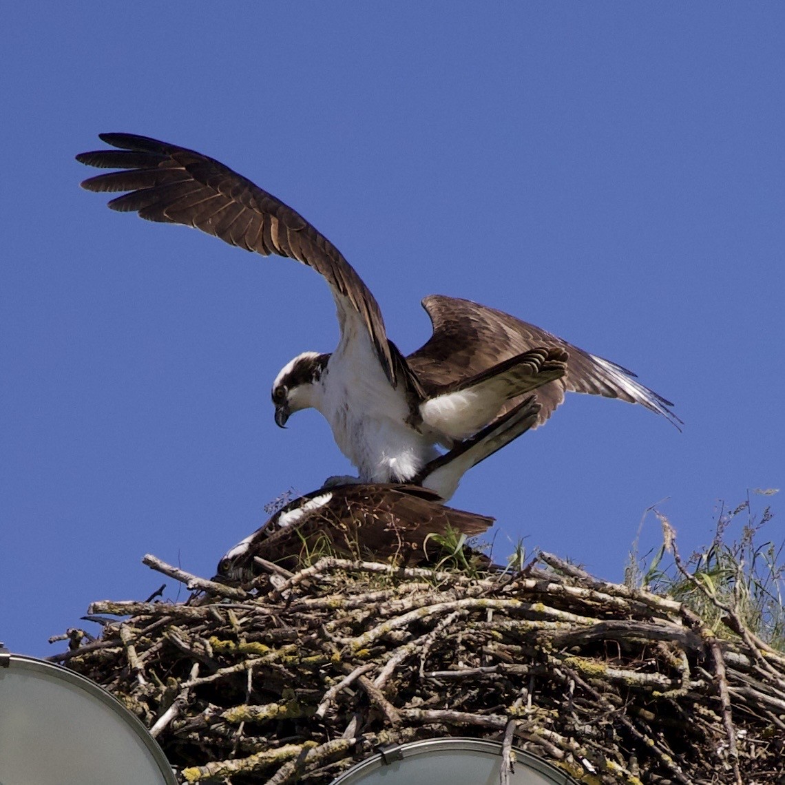Osprey - ML646367355
