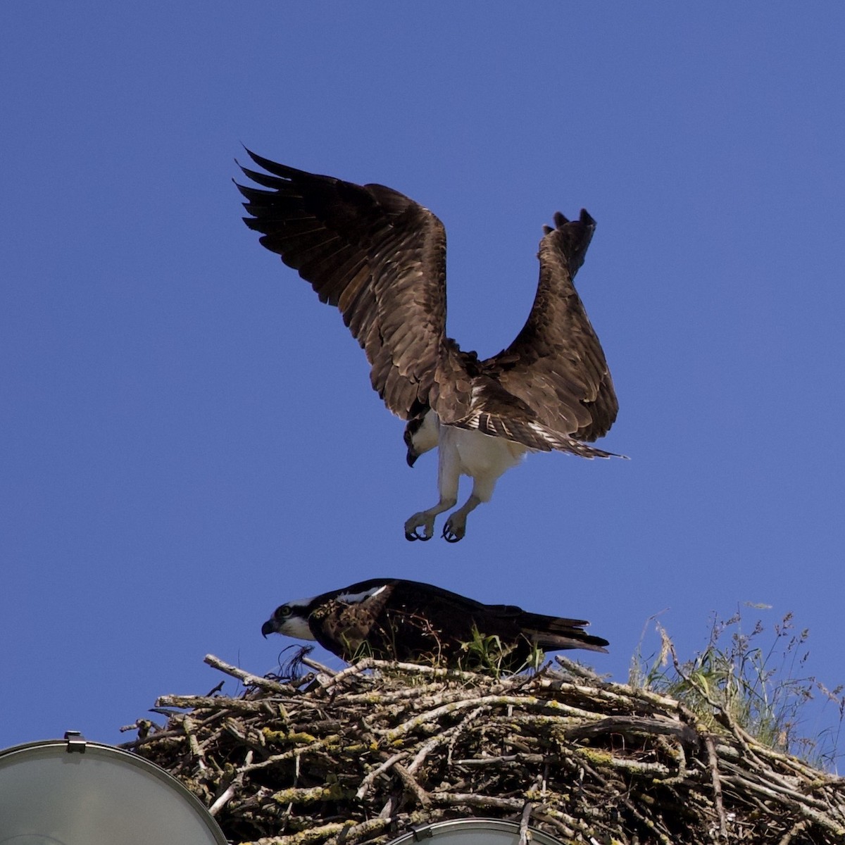 Osprey - ML646367356