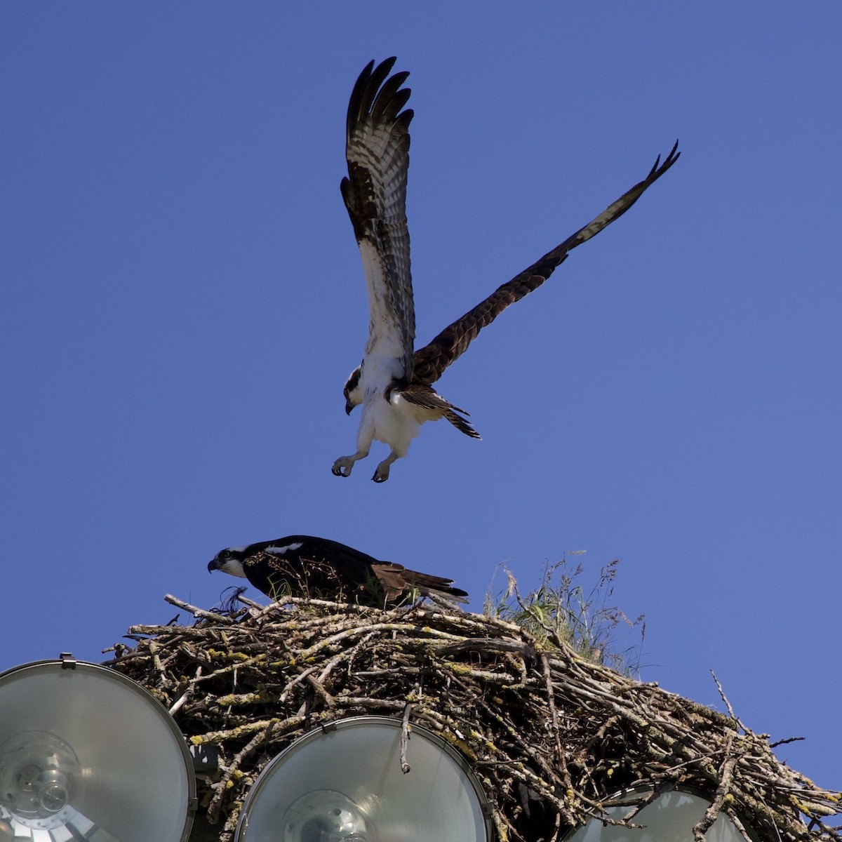 Osprey - ML646367358