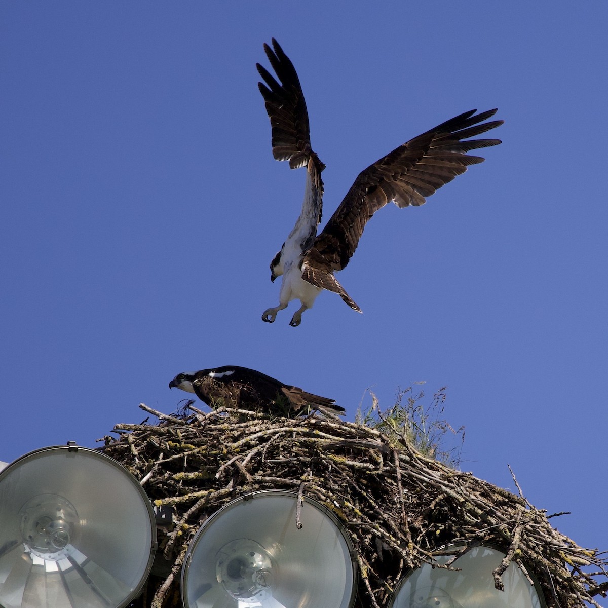 Osprey - ML646367359
