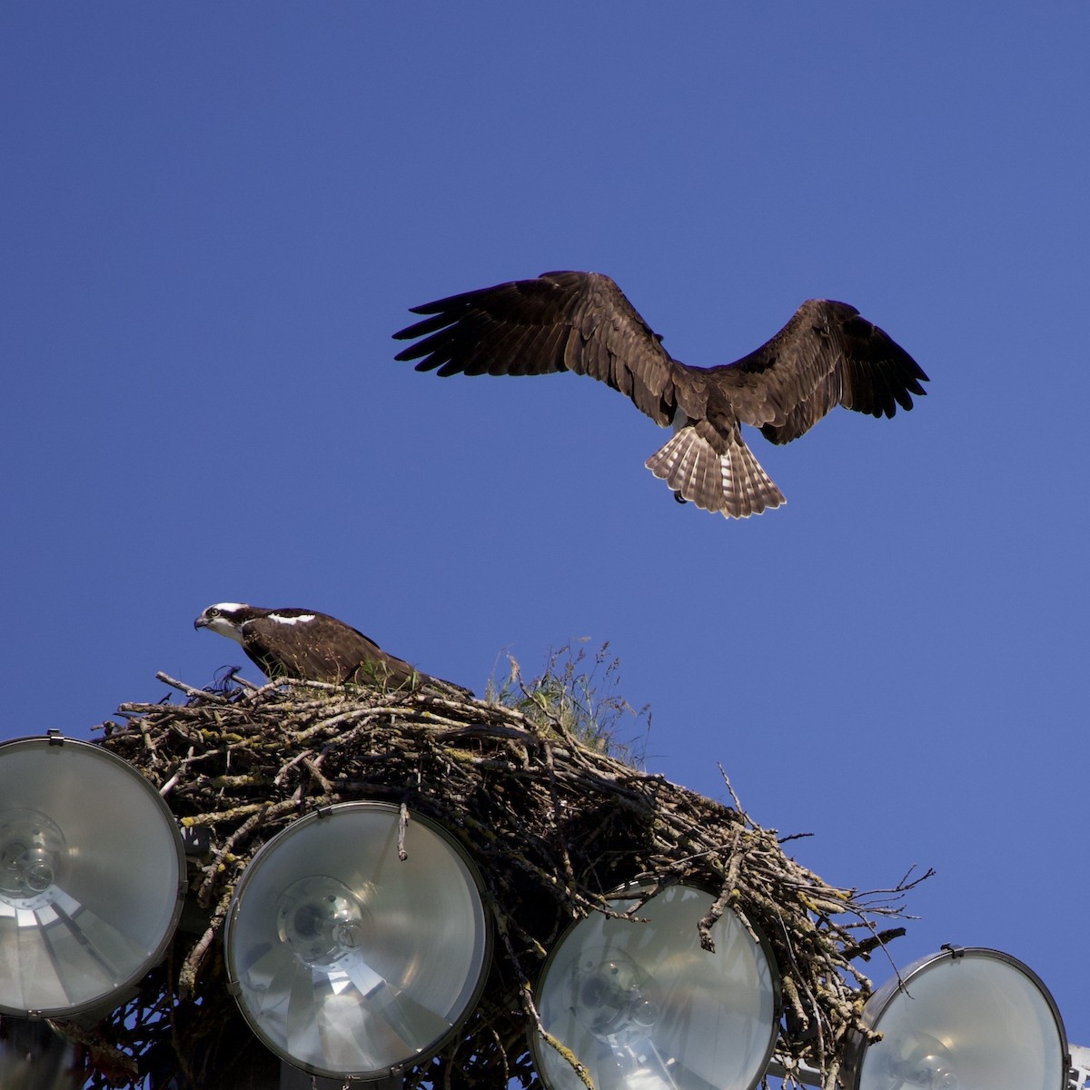 Osprey - ML646367360