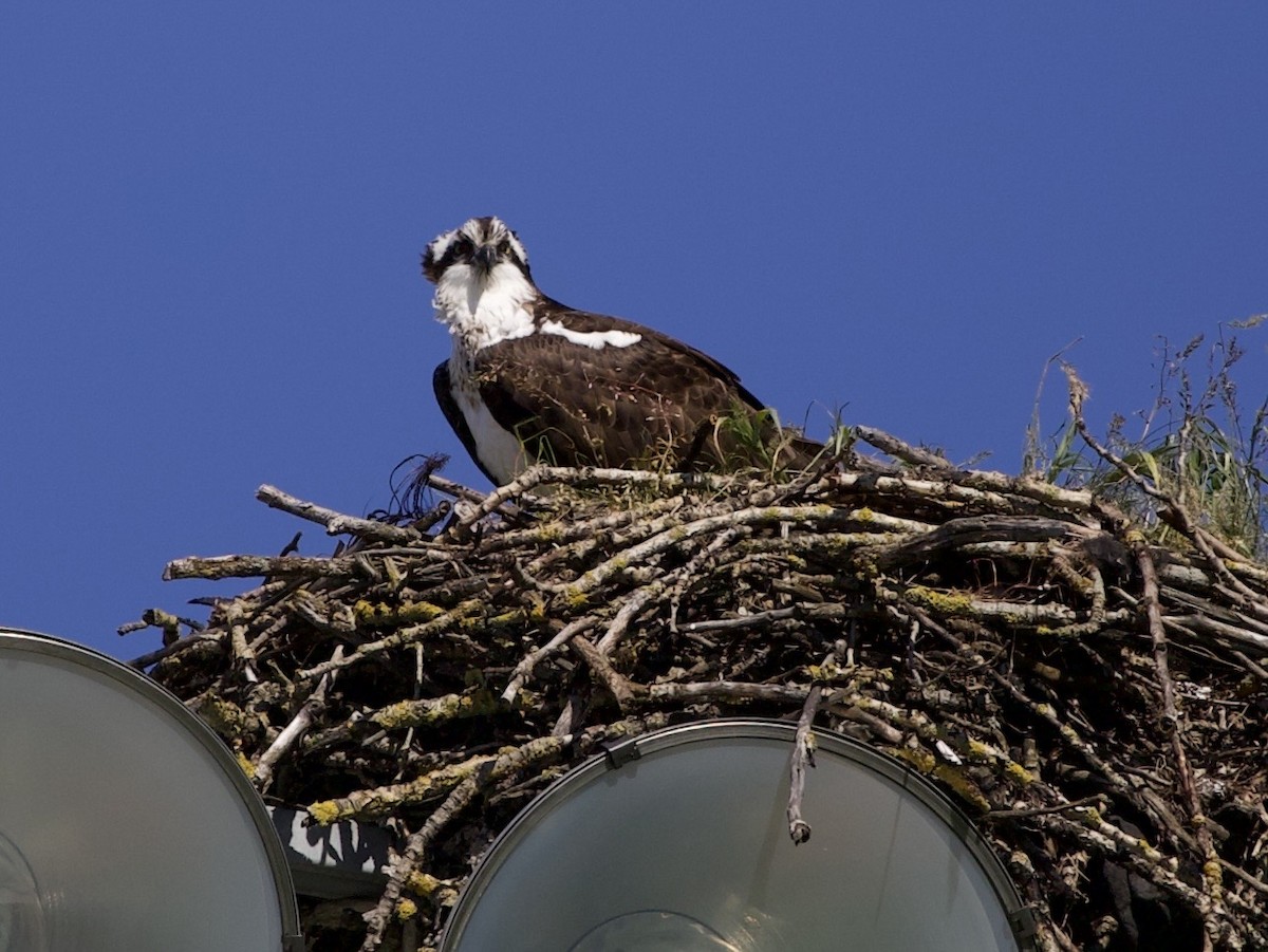 Osprey - ML646367361