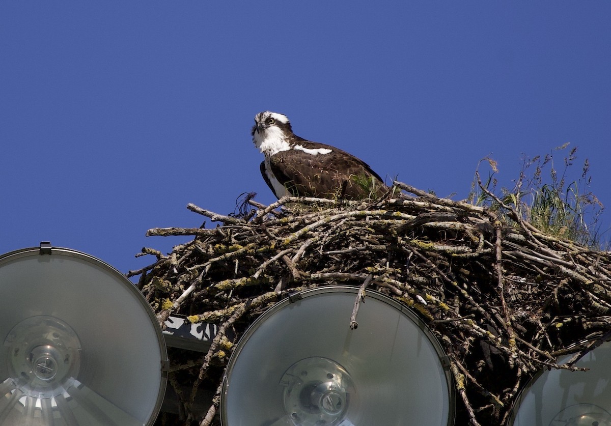 Osprey - ML646367362