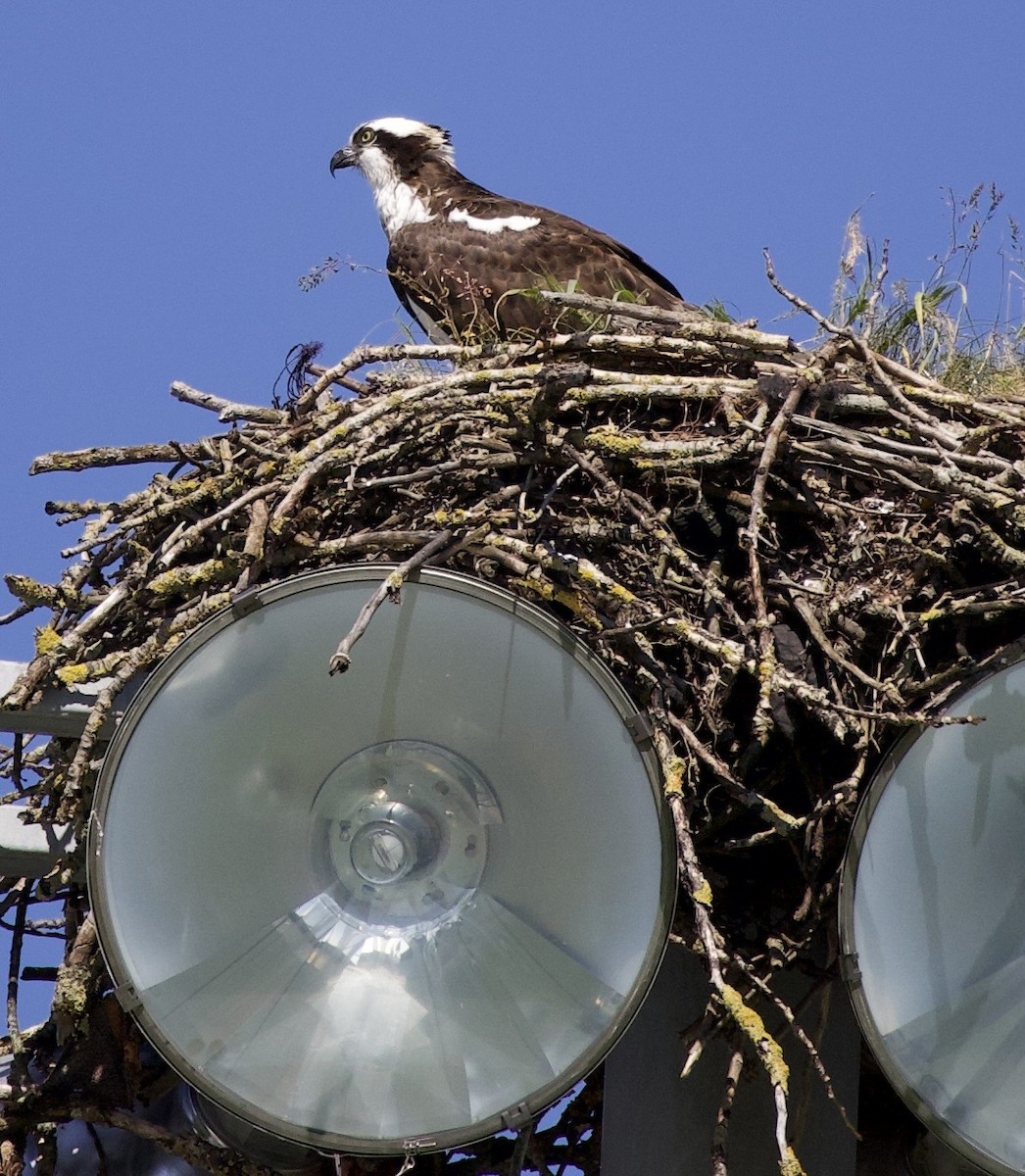 Osprey - ML646367363