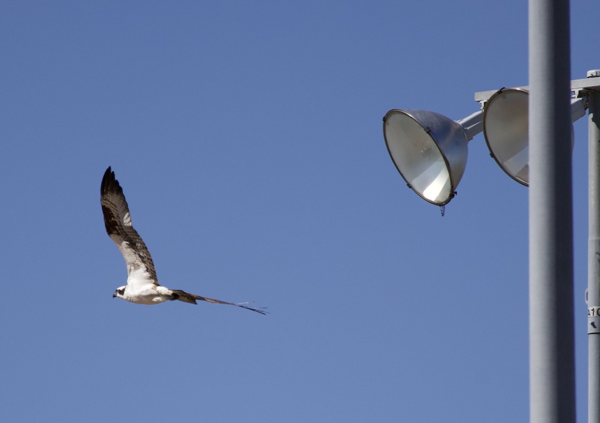 Osprey - ML646367364