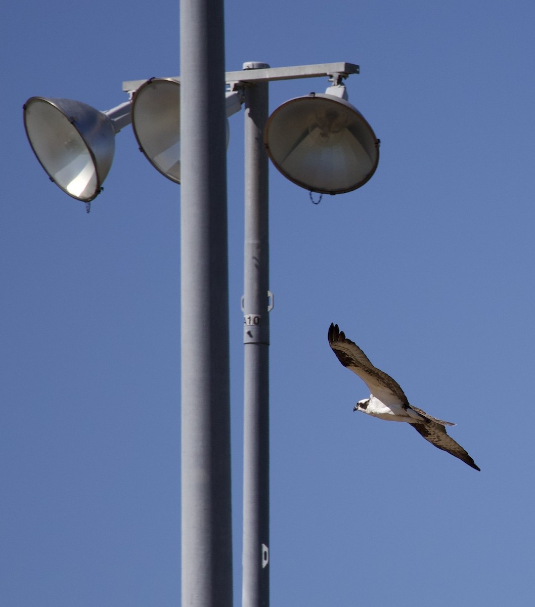 Osprey - ML646367365