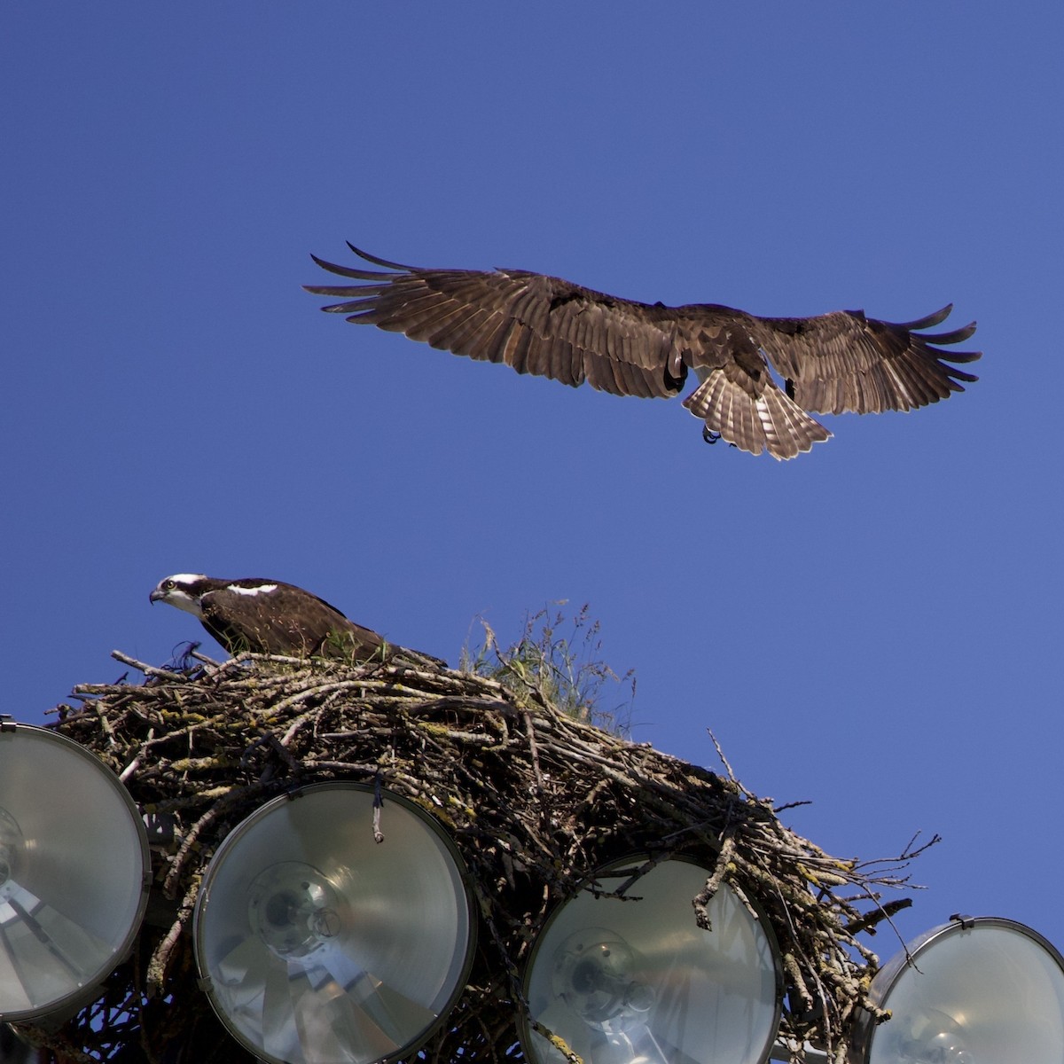 Osprey - ML646367366