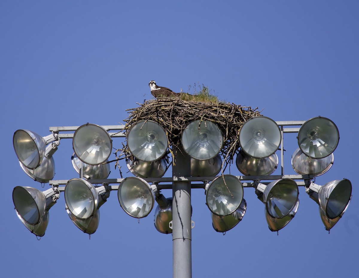 Osprey - ML646367367