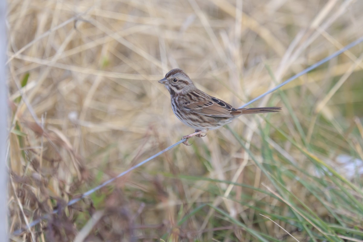 Song Sparrow - ML646367368