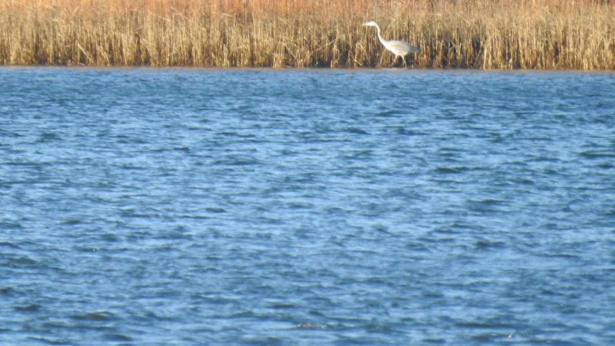 Great Blue Heron - ML646367369