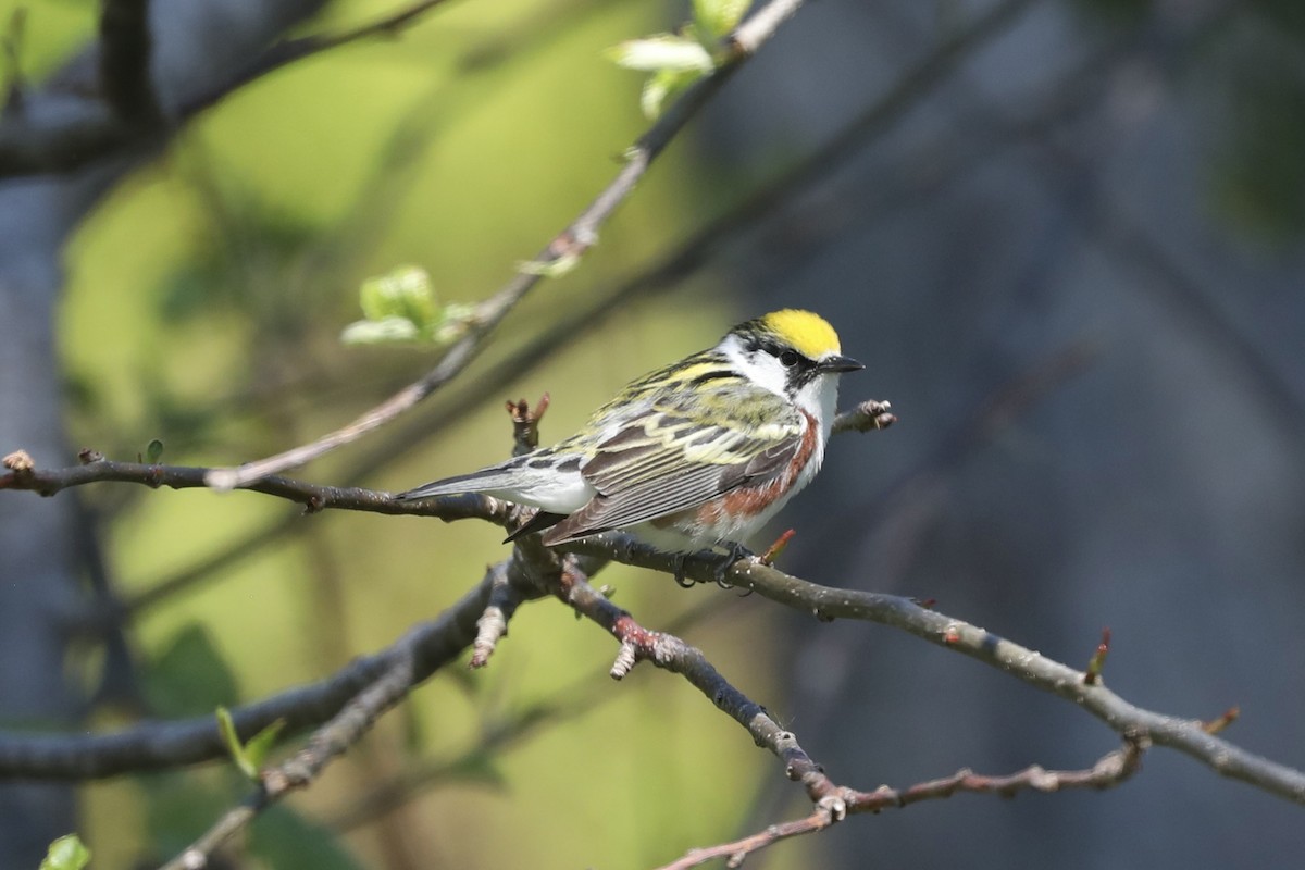 Kestane Omuzlu Ötleğen - ML646367370