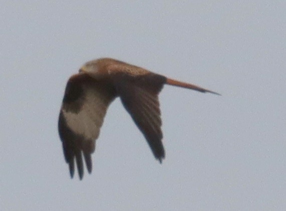 Red Kite - ML646367371