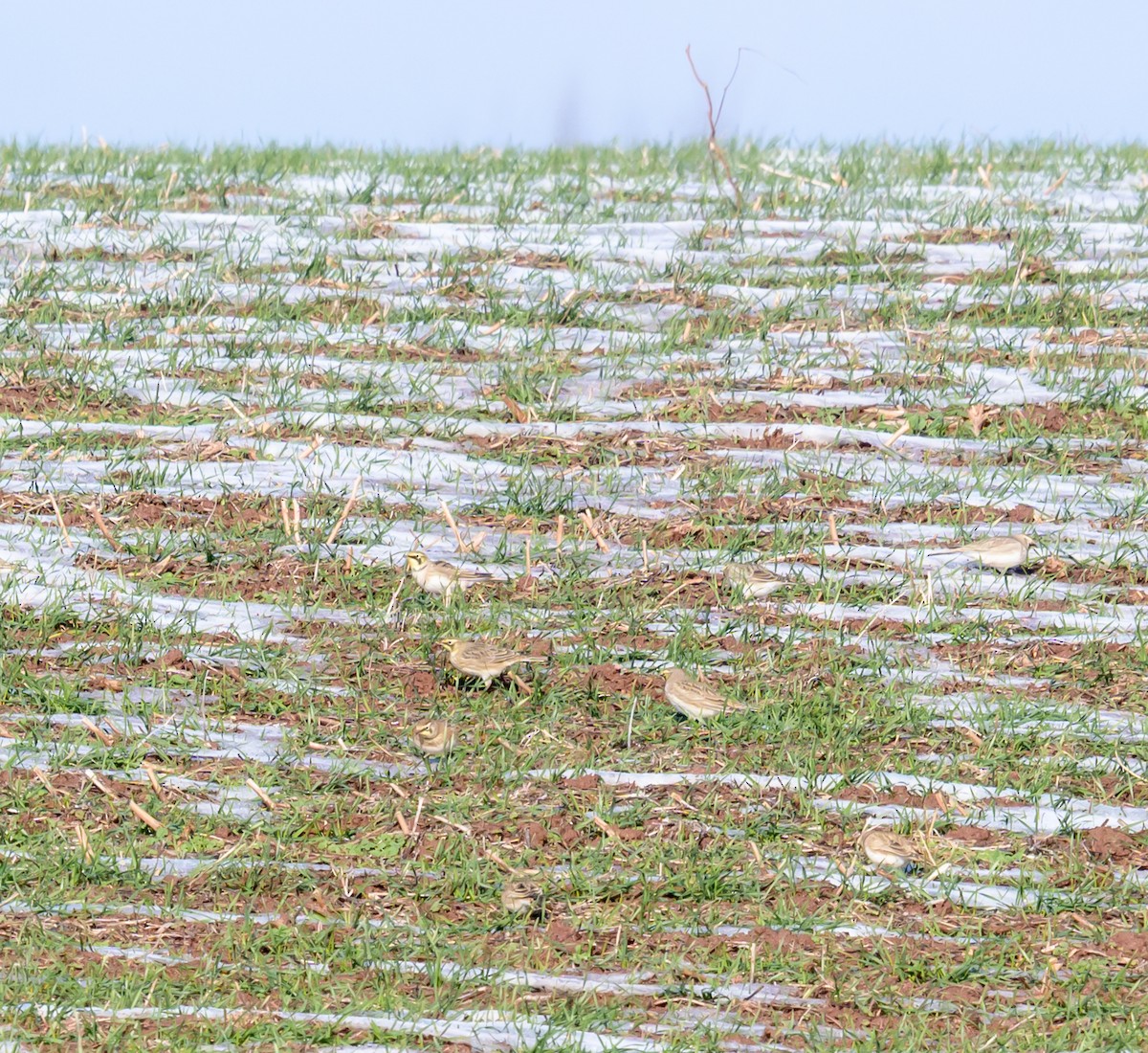 Horned Lark - ML646367372