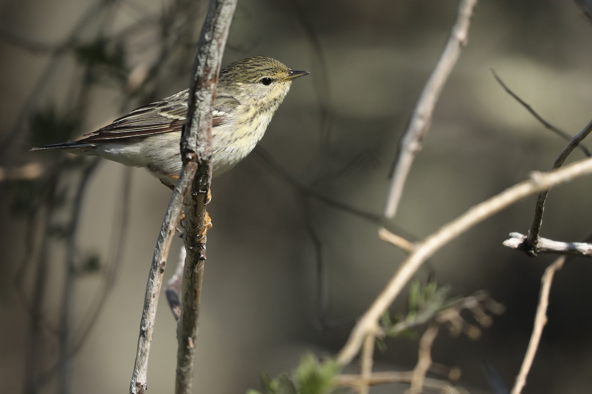 Kara Kırçıllı Ötleğen - ML646367373