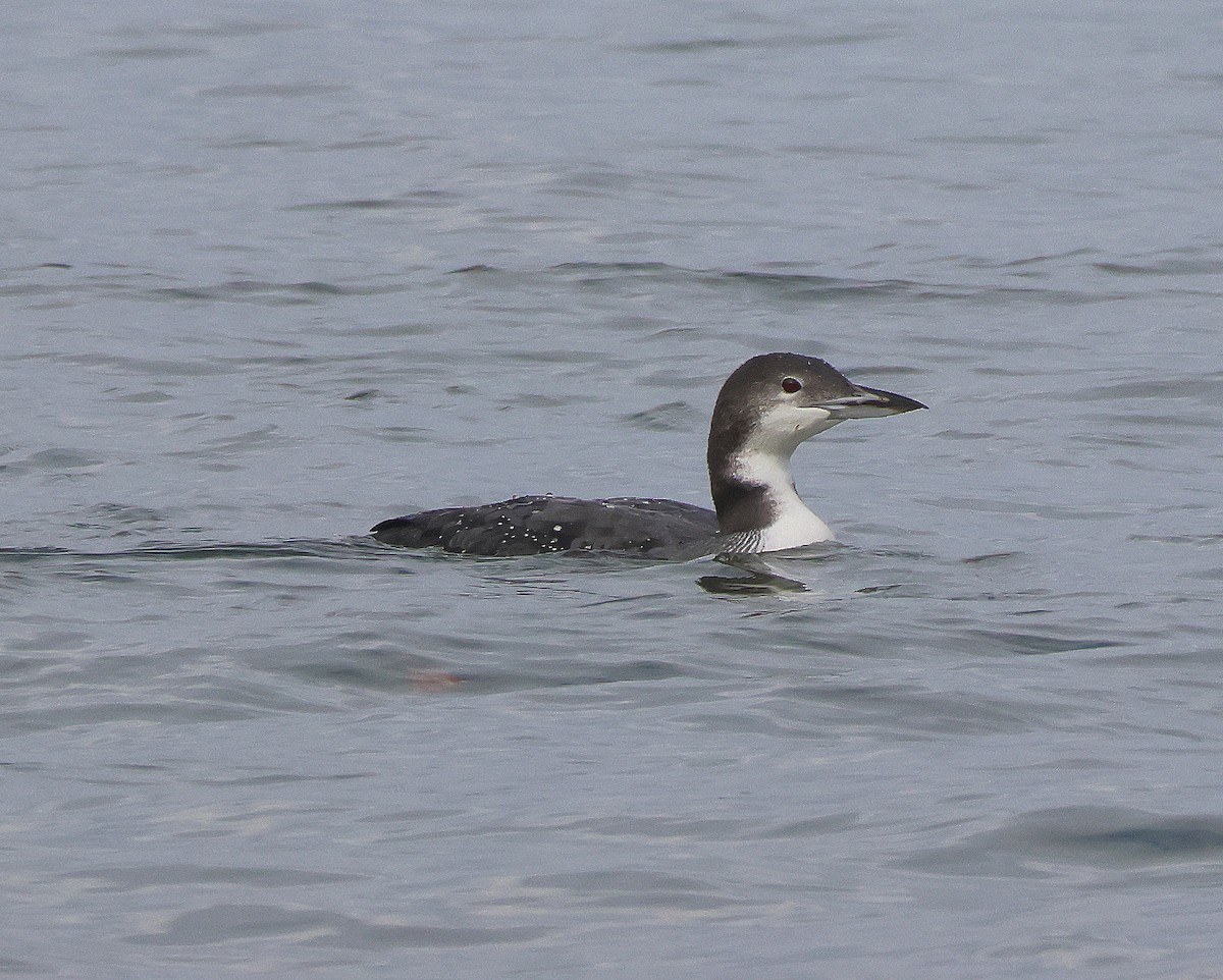Common Loon - ML646367374