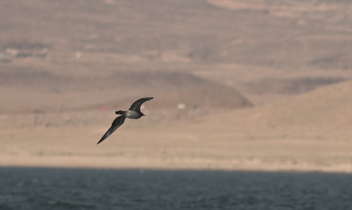 Parasitic Jaeger - ML646367377