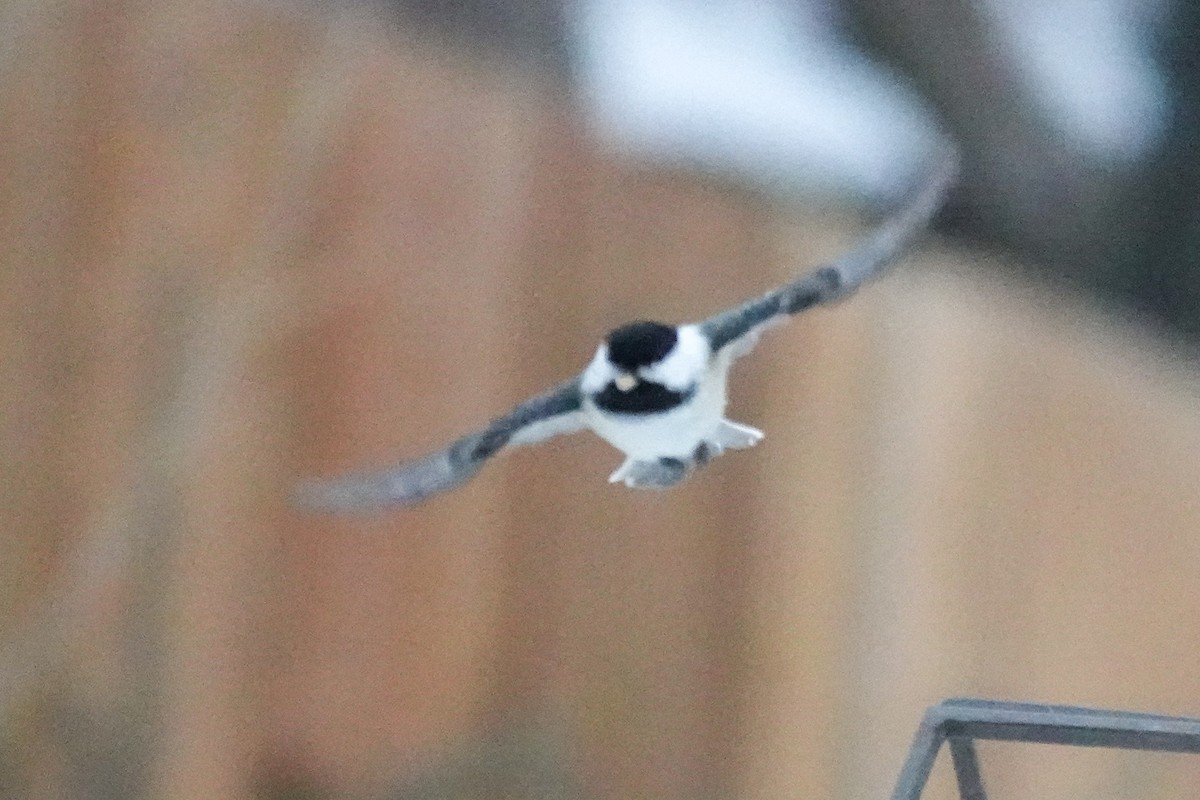 Black-capped Chickadee - ML646367378