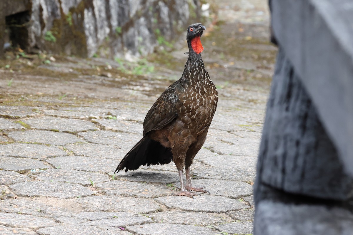 Dusky-legged Guan - ML646367383