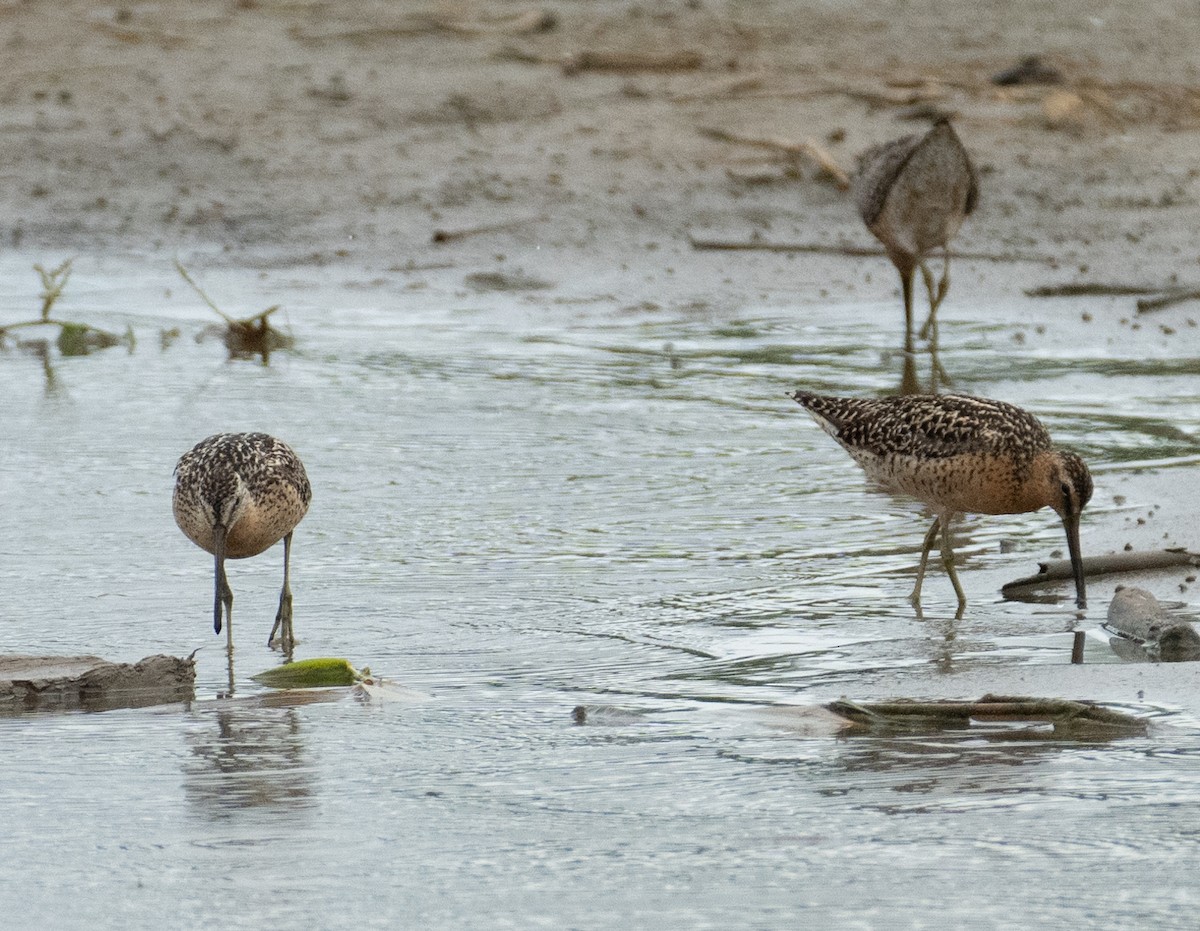 Short-billed Dowitcher - ML646367384