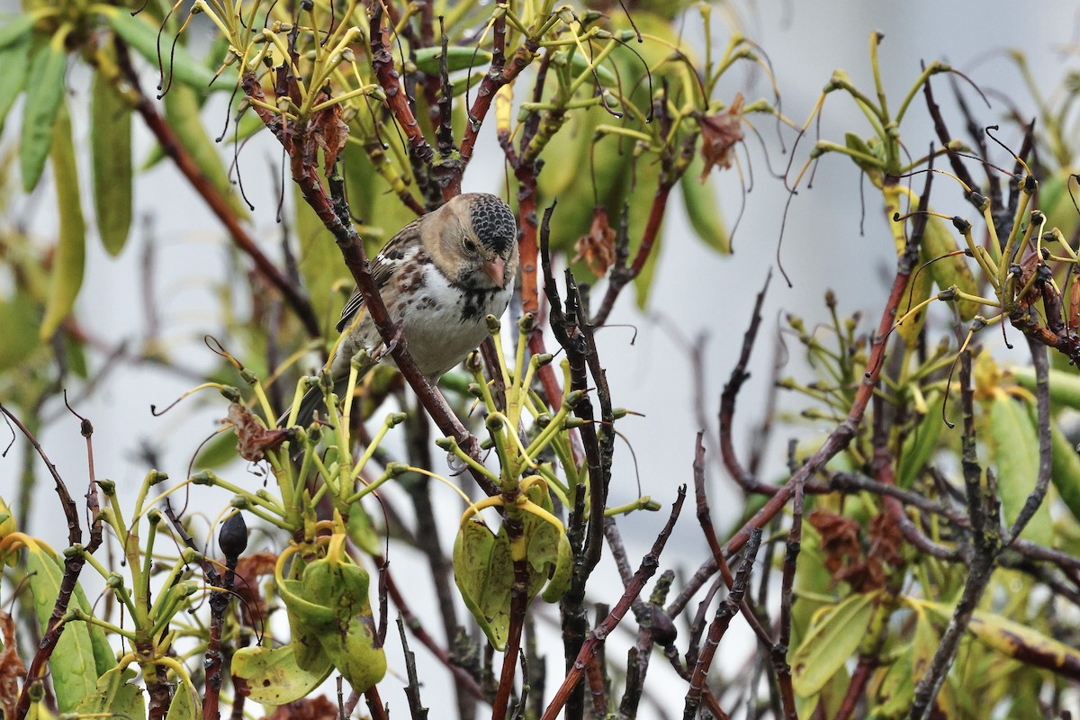 Harris's Sparrow - ML646367385
