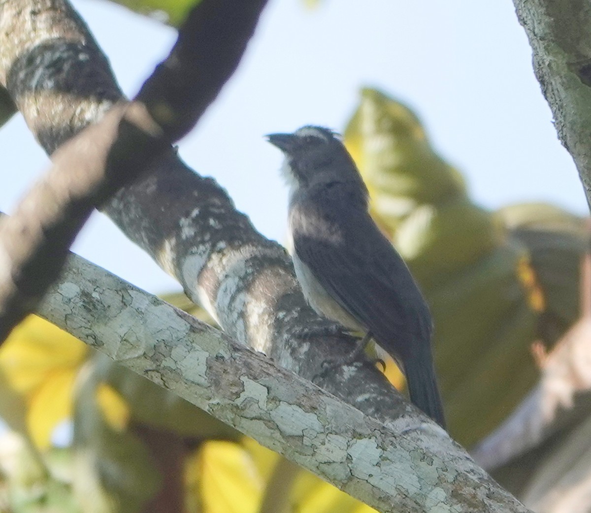 Bluish-gray Saltator - ML646367387