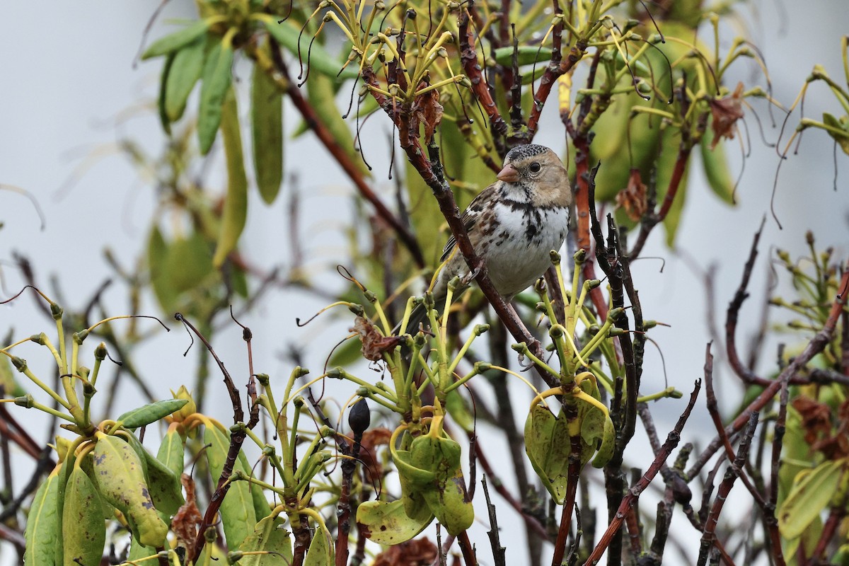 Harris's Sparrow - ML646367388