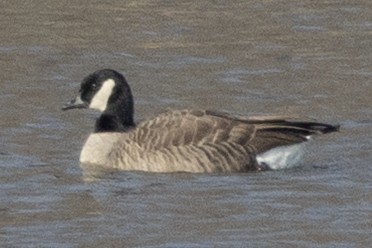 Cackling Goose - ML646367389