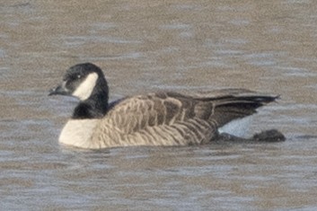 Cackling Goose - ML646367390