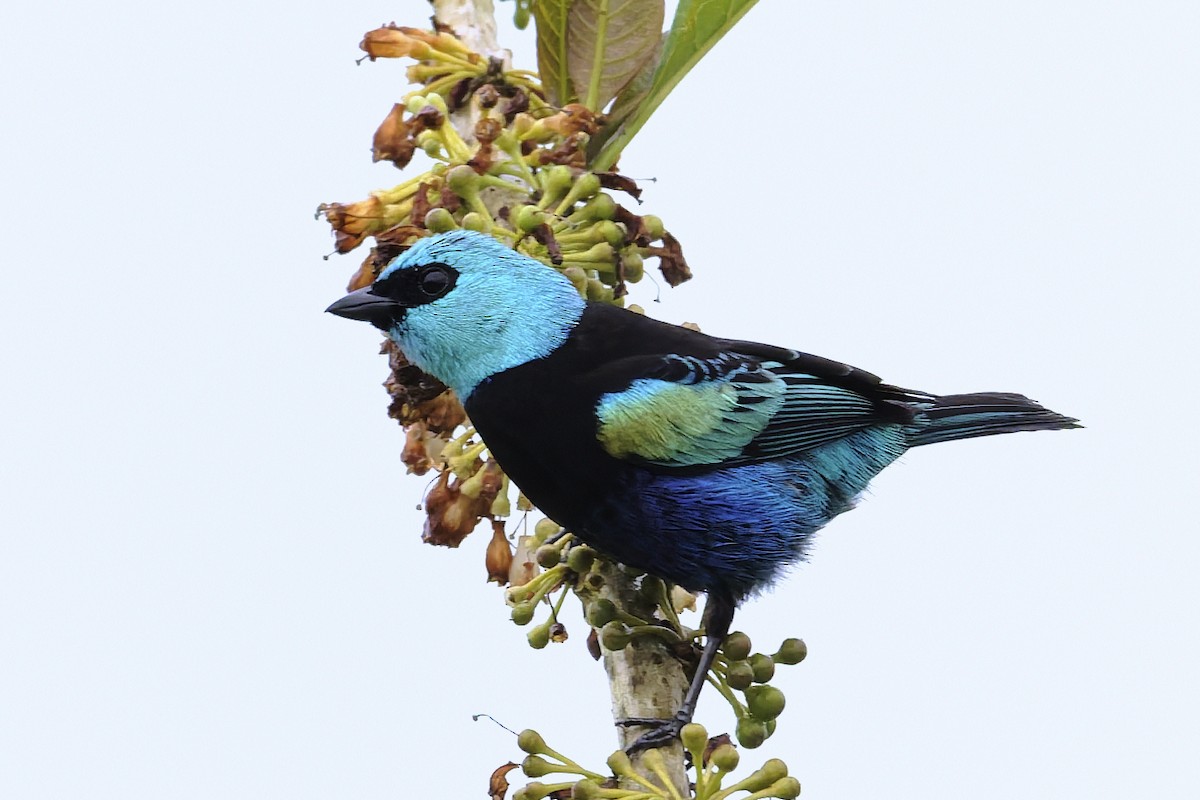 Blue-necked Tanager - ML646367397