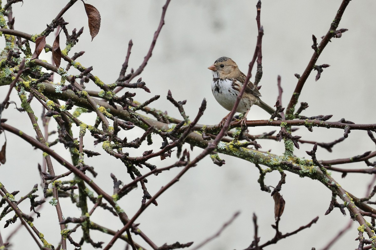 Harris's Sparrow - ML646367398