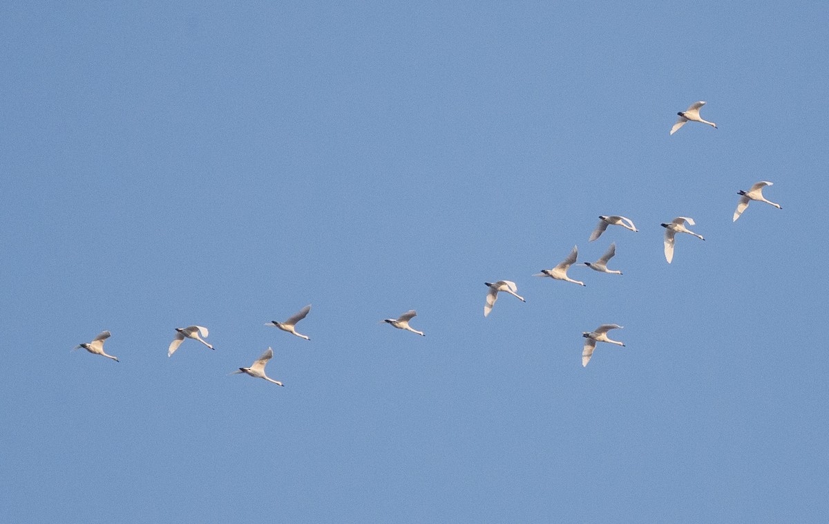 Tundra Swan - ML646367400