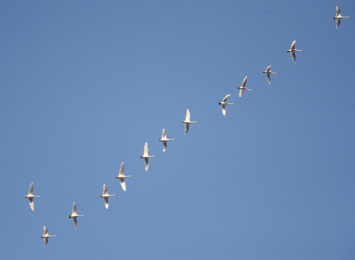 Tundra Swan - ML646367401