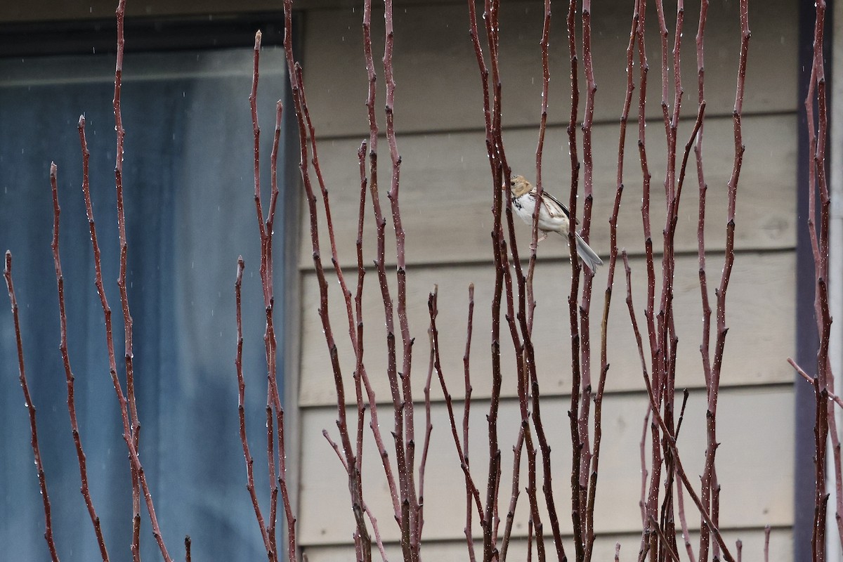 Harris's Sparrow - ML646367403